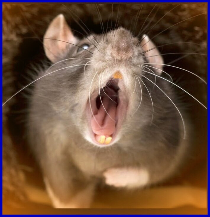 Видит ли око и зуб ли ймёт...