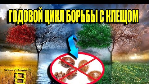 ГОДОВОЙ ЦИКЛ БОРЬБЫ С КЛЕЩОМ ВАРРОА. ВАРРОАТОЗ ПЧЕЛ ЛЕЧЕНИЕ. ДЛЯ НАЧИНАЮЩИХ ПЧЕЛОВОДОВ 22-3