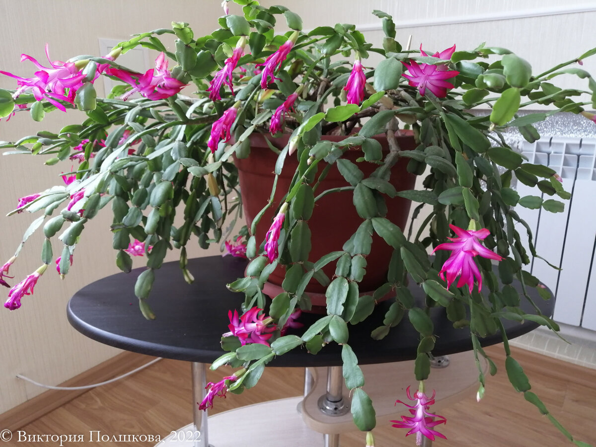 Декабрист Bucklei (Бакли) в декабре, фото автора, листайте карусель