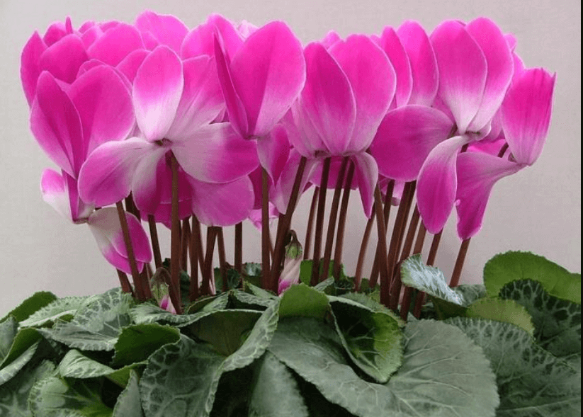Цветок цикламен: как ухаживать и выращивать в домашних условиях?
