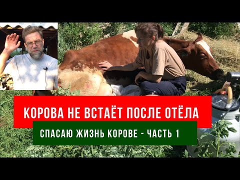 Что делать если корова не встает после отела? - smetchikmos.ru | АПК