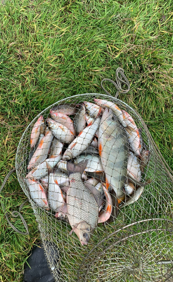 Наш маленький улов