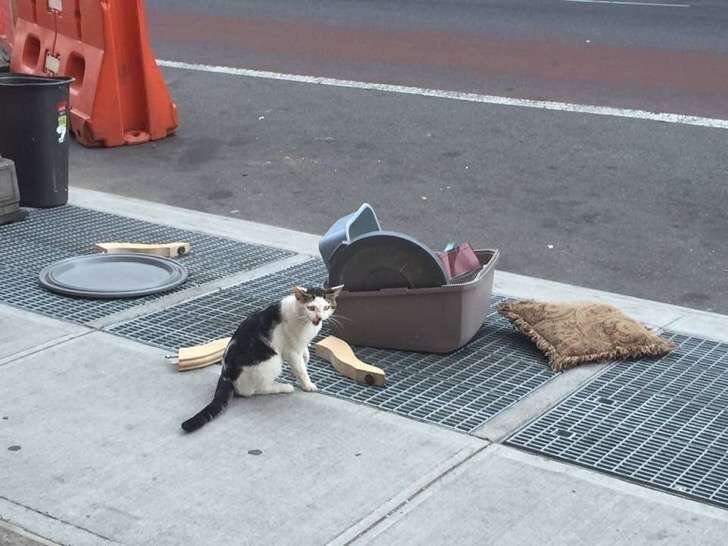 Источник фото: https://www.heartsofpets.com/cat-abandoned/