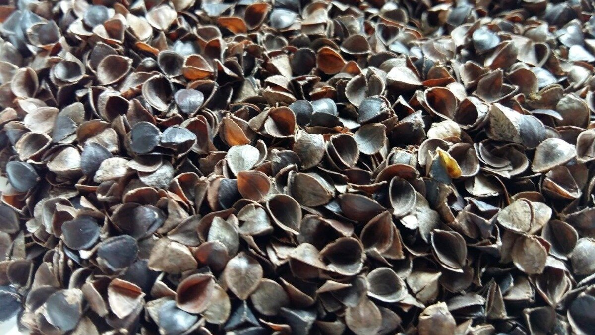 Фото:kazakh-zerno.net Гречневая лузга является эффективным биоудобрением.