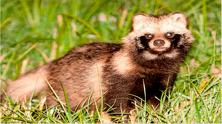 Енотовидная собака