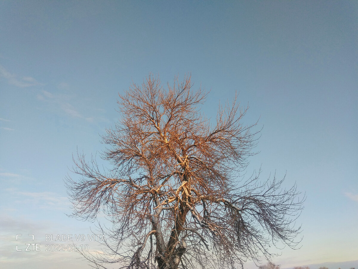 Дерево в лучах утреннего солнца.