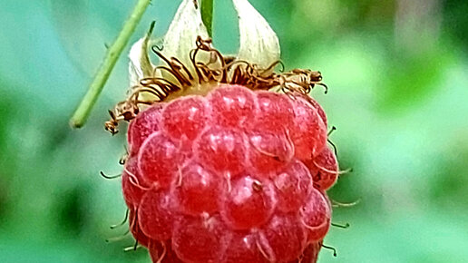 Дзен малина. Ест малину. Малина картинка на прозрачном фоне. Малина в разрезе. Дзен малина.