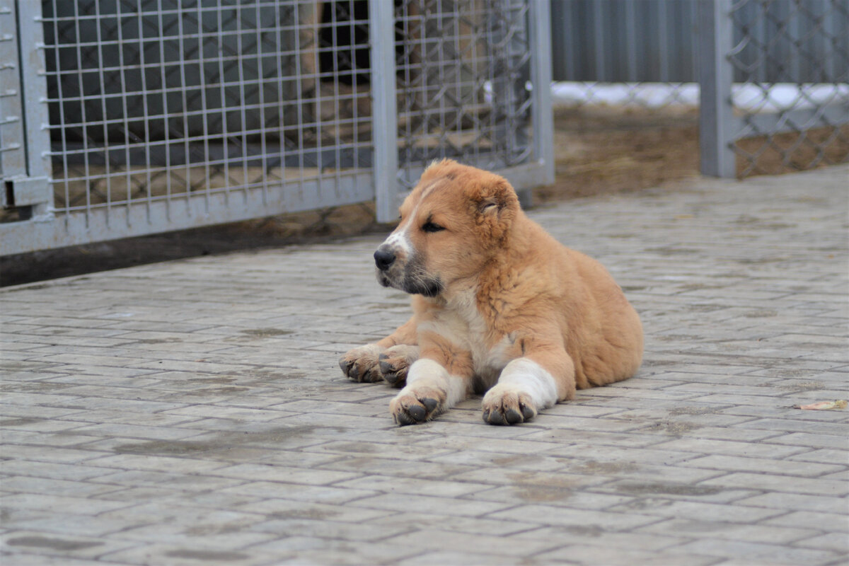 Роза 3 месяца