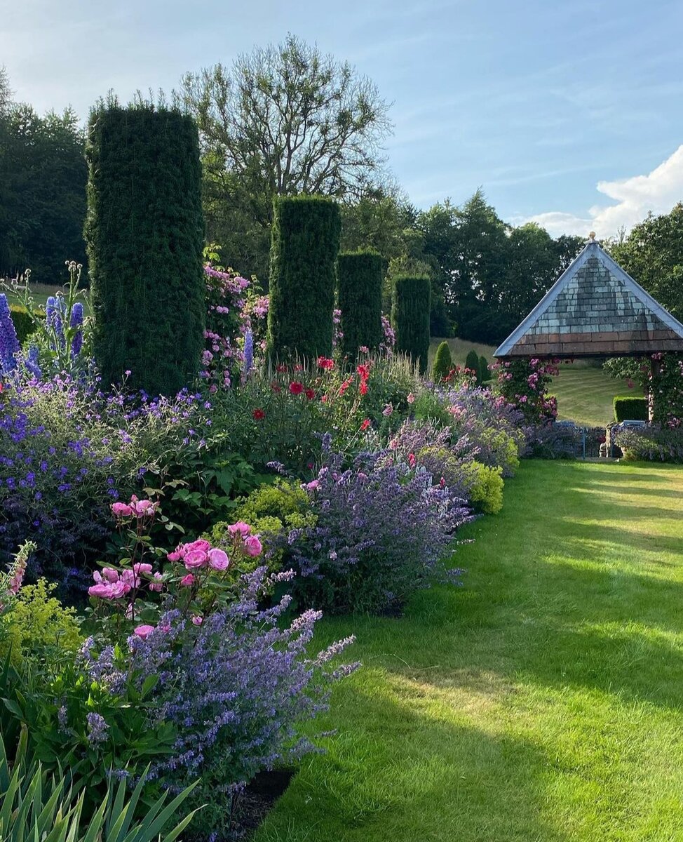 Котовник, манжетка, розы, дельфиниум