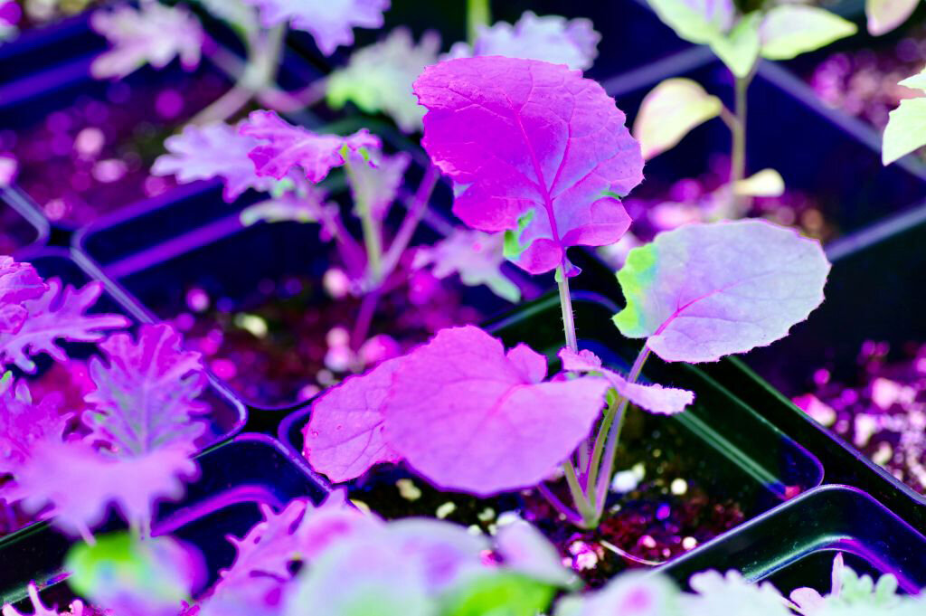 Освещение в теплице из поликарбоната