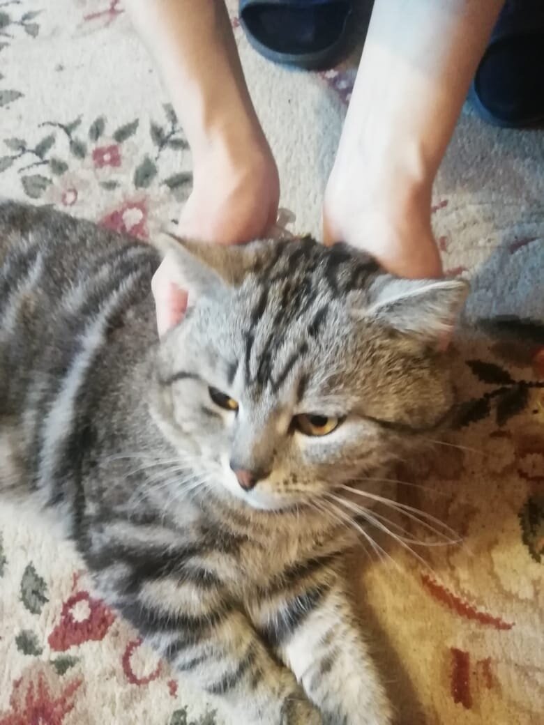 Кот входит в наркоз