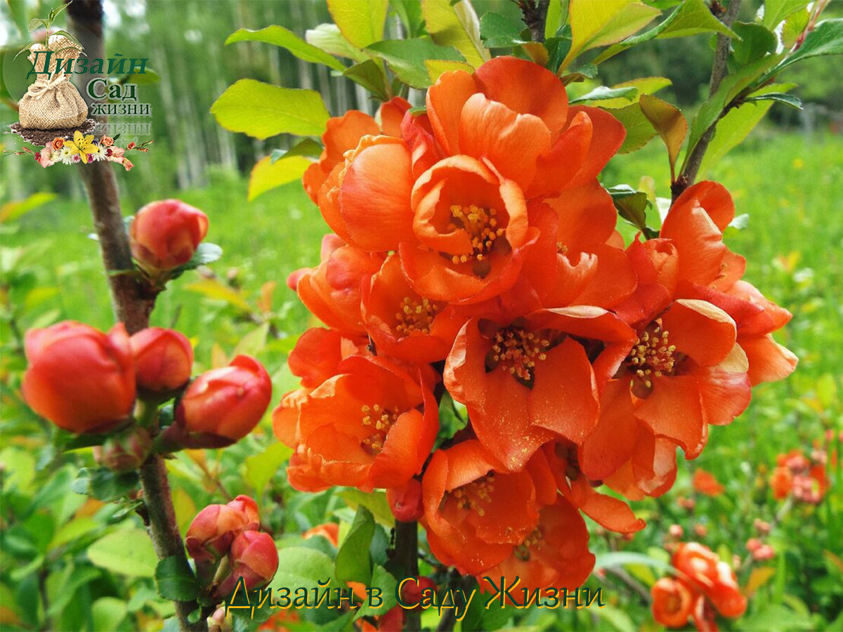 Айва японская сорта. Японская айва кустарник. Айва японская Chaenomeles japonica. Хеномелес японская айва кустарник. Айва великолепная хеномелес.