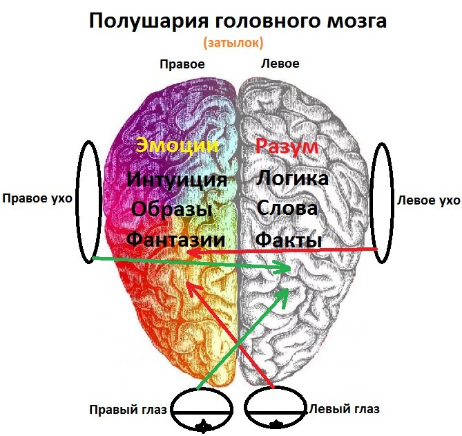 Что находится в полушариях мозга. Полушария человека. Какое полушарие отвечает за правую руку. Человек с одним полушарием. Функции правого полушария головного мозга.