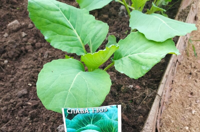 Сорт капусты "Слава 1305".