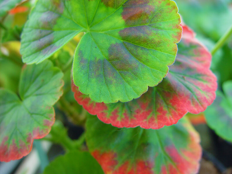 Красные листья у герани, фото