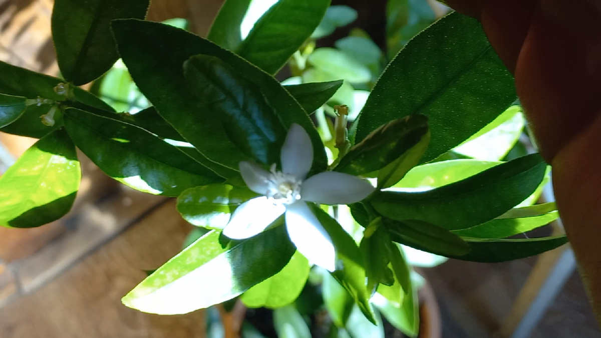 Особенности лаймквата