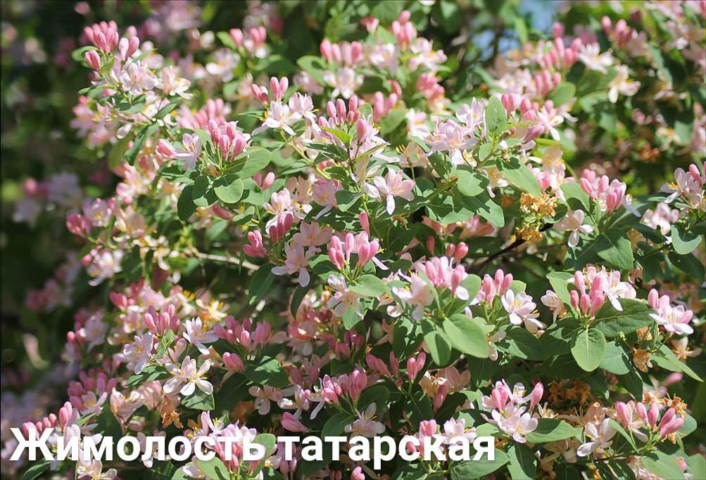 Жимолость татарская. Жимолость Татарская ( Lonicera tataricum). Lonicera tatarica жимолость Татарская. Жимолость Татарская Арнольд ред. Жимолость Татарская каприфоль.