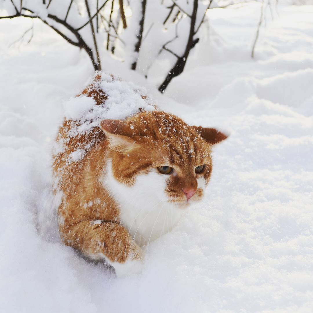 Животные зимой на снегу