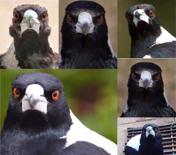 Птичья головоломка: найдите спрятавшихся чаек среди сорок 🐦