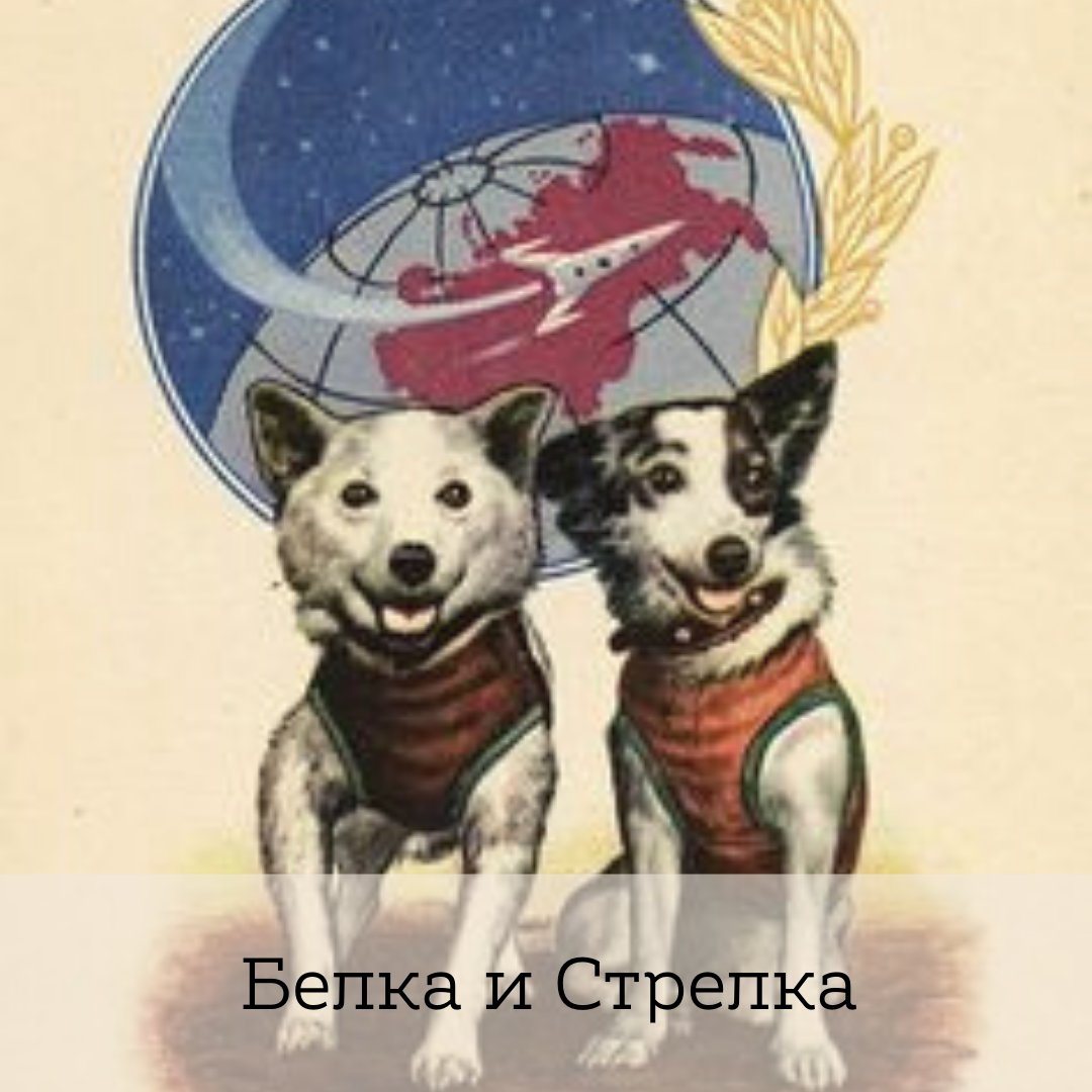 белка и стрелка