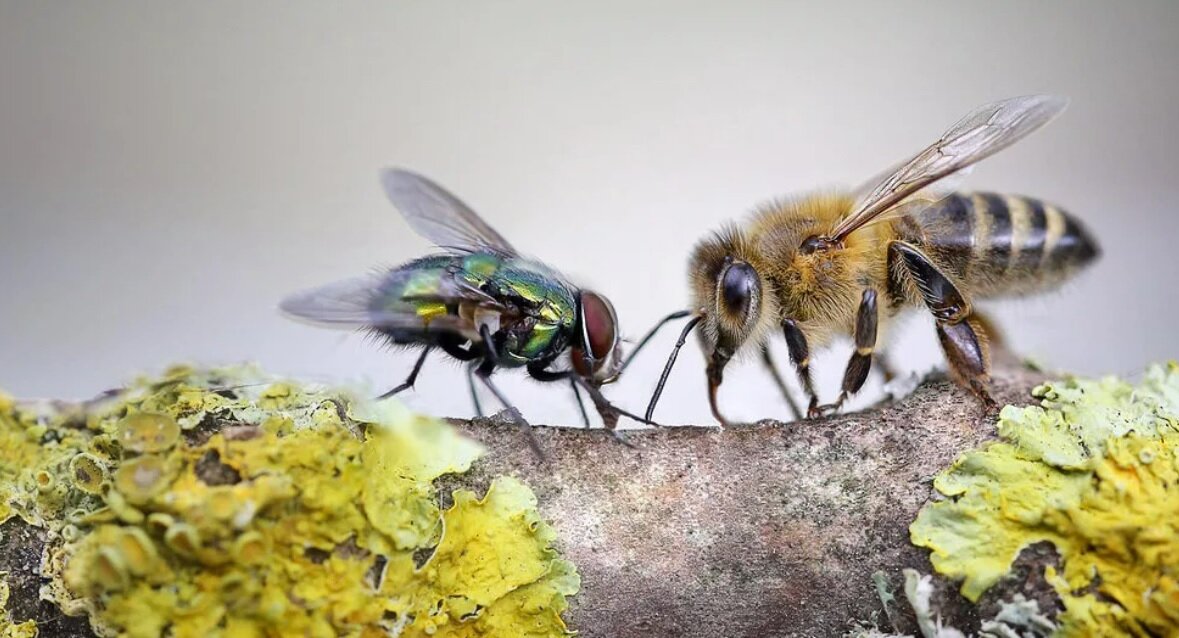Притча о пчелах. Пчела. Муха и пчела. Муха пчела фото. Цветочная Муха и пчела.