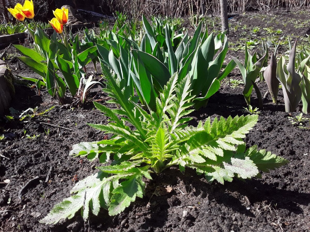 Мак восточный - единственный выживший из прошлогоднего заказа