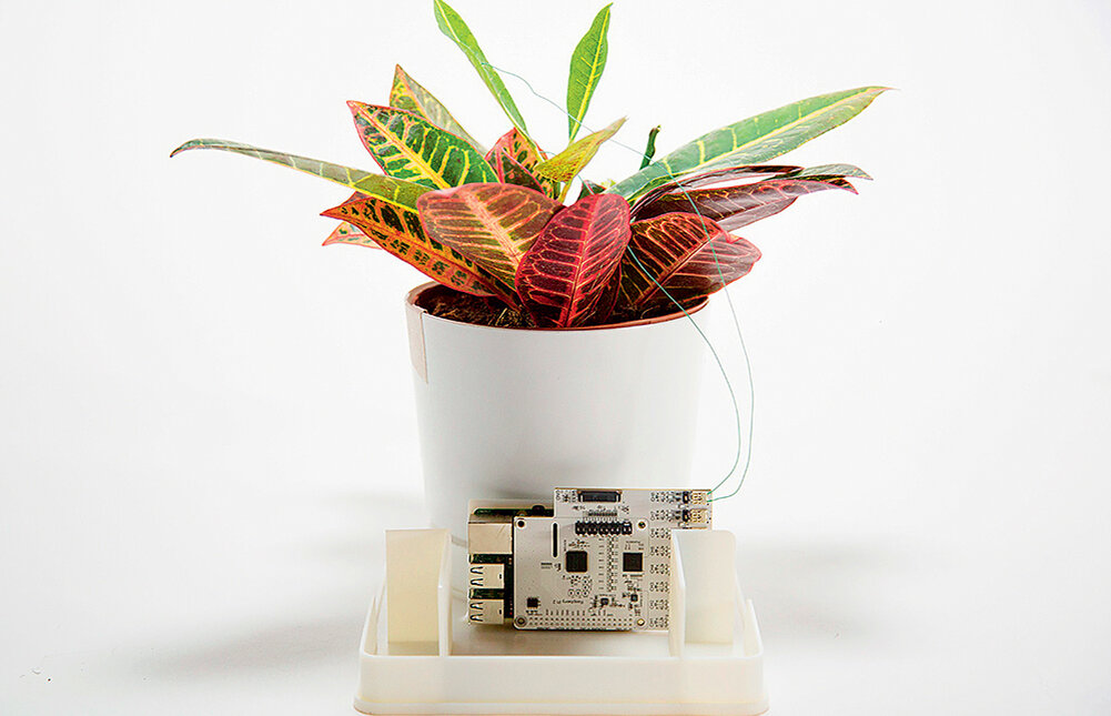    Хелен Стейнер при поддержке Microsoft работает над художественным проектом Florence – системой для «общения» с комнатными растениями. По замыслу, передавать растению сигналы можно с помощью света и цвета, а ответ узнавать по составу выделяемых летучих веществ и по общему состоянию растения. Компьютерный алгоритм «переводит» эти сигналы в слова обычной человеческой речи.