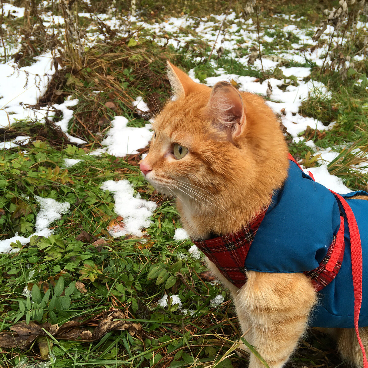 Коть в тёплом пуховом жилете