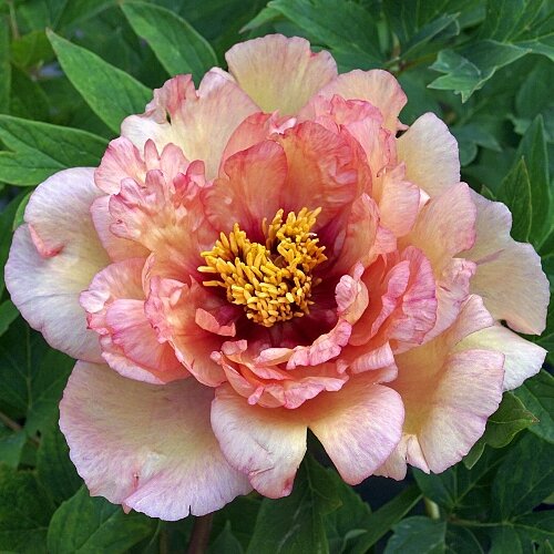 Sonoma William’s Sonata ( Tolomeo / Gamoletti , 2021 год ) , фото с сайта APS