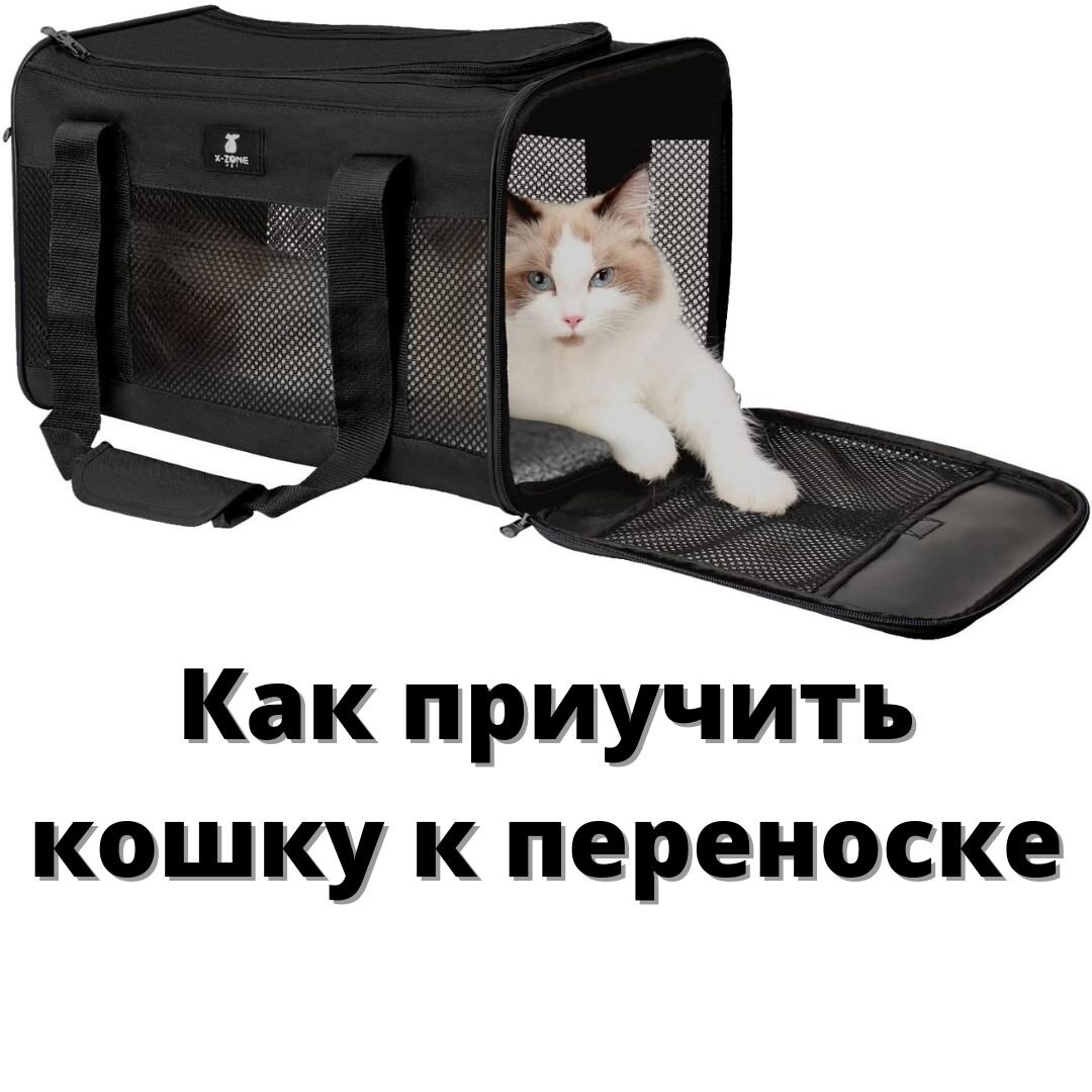 На фото: как приучить кошку к переноске - пошаговая инструкция, зоопсихолог Екатерина Кастрицкая