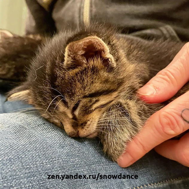 Как кошки обеспечивают безопасность своих детенышей