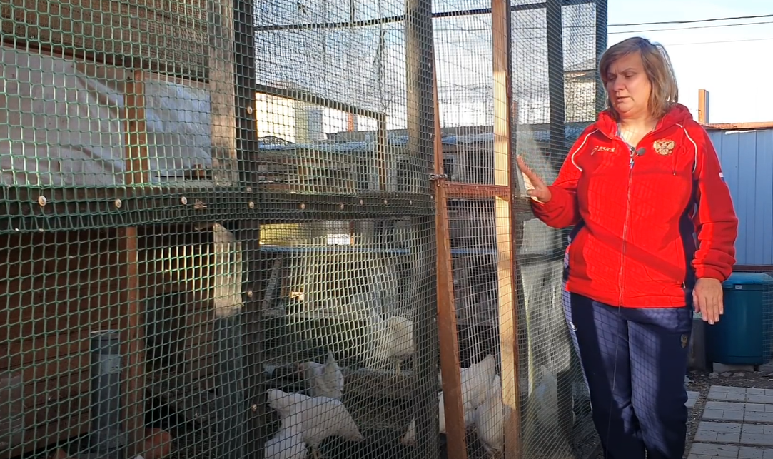 Вдали от города куры