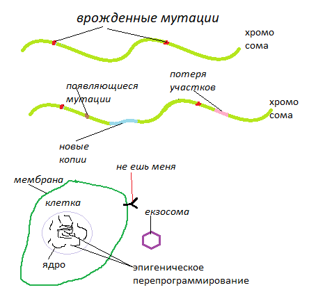Рис 1 Канцер клетка элементы трансформации