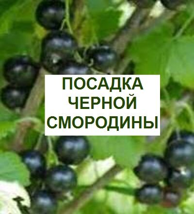 выращивание черной смородины