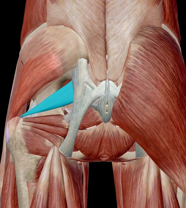 Разрыв задней спайки. Gluteus Maximus Medius. Максимус Мускулюс. Мускулюс Глютеус. Ягодичные мышцы анатомия.