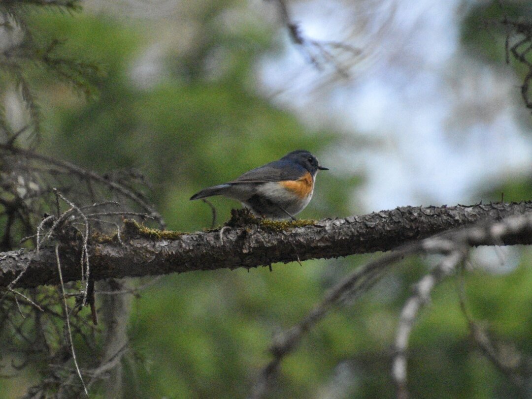 Синехвостка