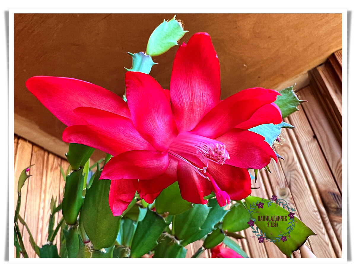 Цветок декабриста — шедевр.