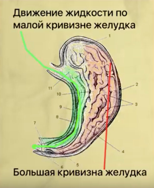 Жидкость проходит по малой кривизне желудка, тогда как твёрдая пища задерживается в большой кривизне желудка. 