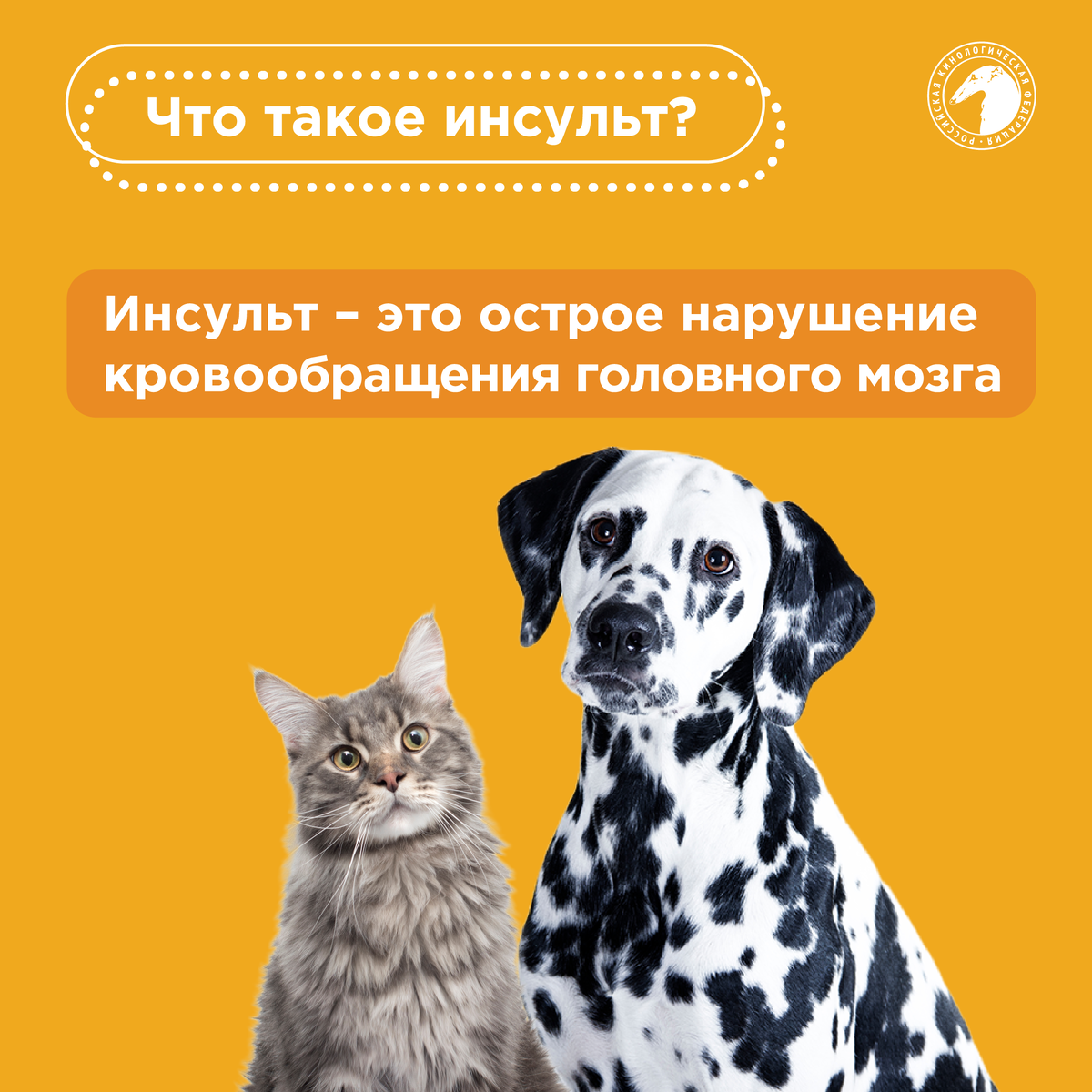 Как распознать инсульт у собаки? - РКФ