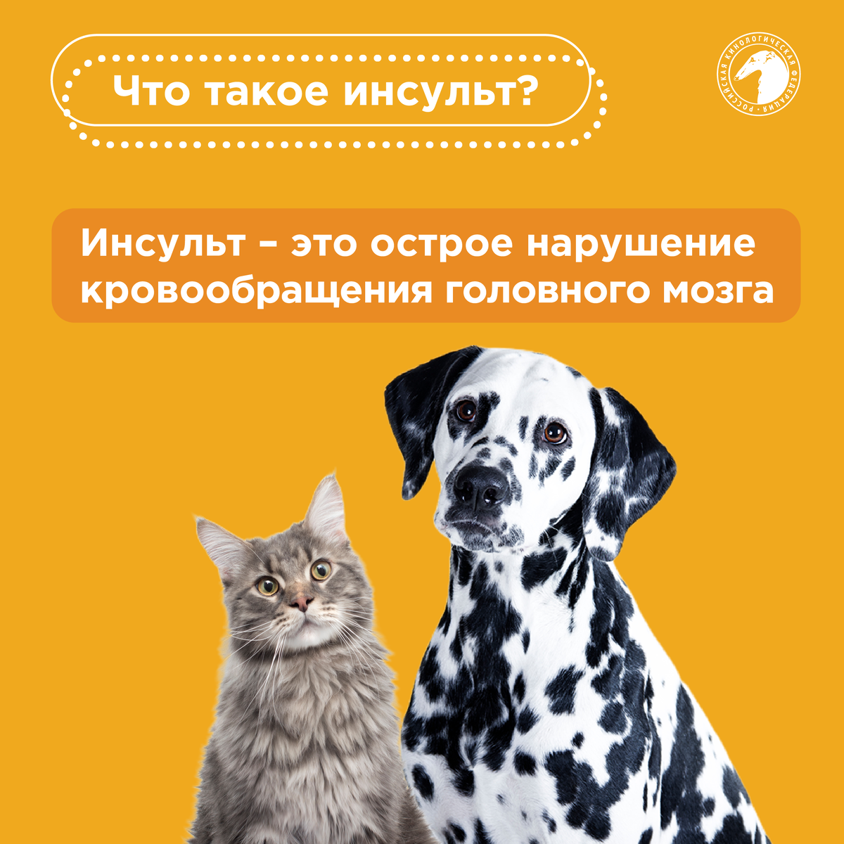 Инсульт у собаки: симптомы, первые признаки, лечение и восстановление | Блог ветклиники 