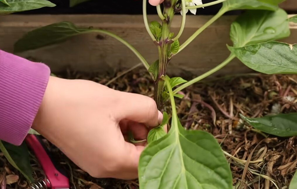 Раздел 2: Завязи и лишние листья