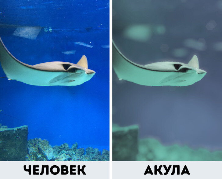 Как животные видят мир