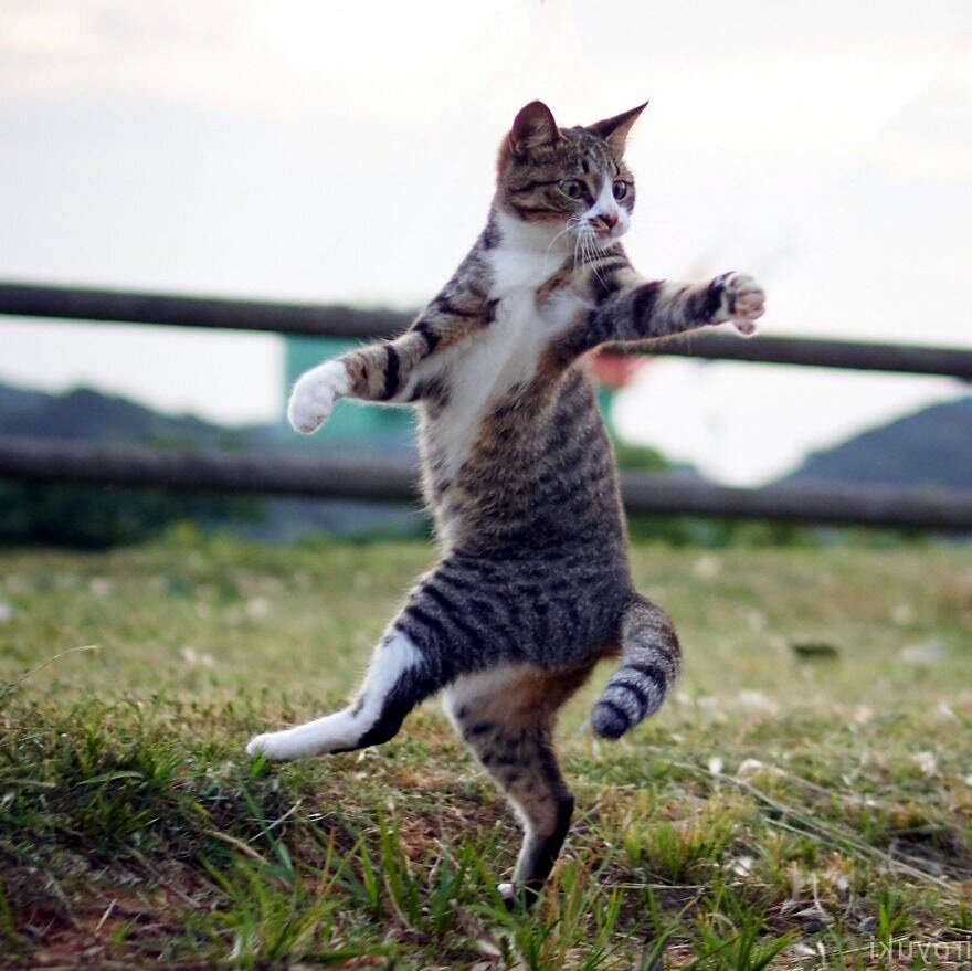 приколы, кошки приколы, коты приколы, кошки 2022, коты 2022, 