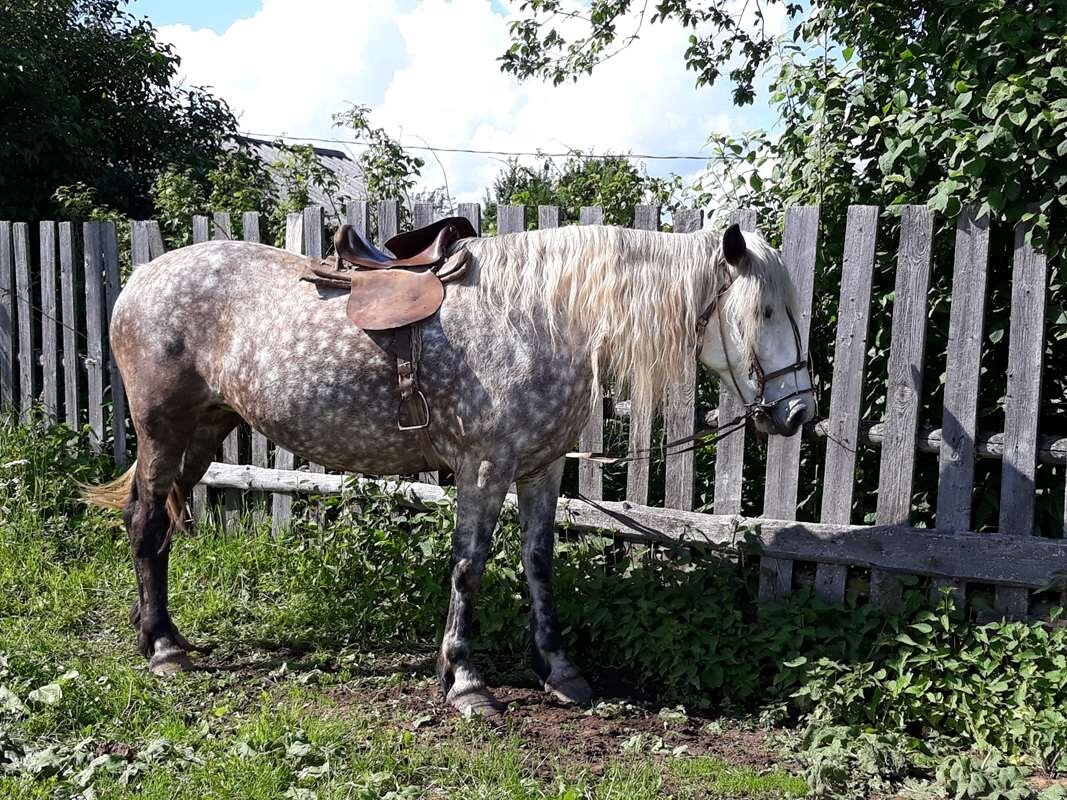 кукушки