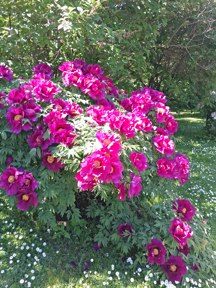 Цветут древовидные пионы в Ботаническом саду МГУ | Сад Анны Гауэр | Дзен