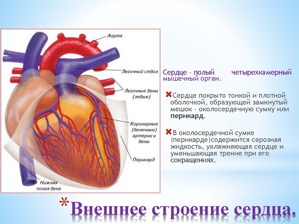 Устройство сердца человека схема