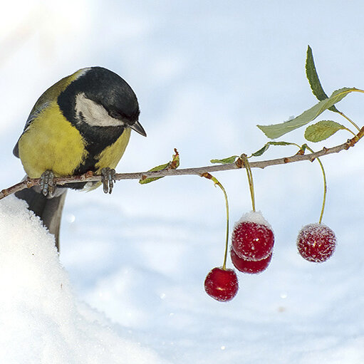 Фото отсюда: https://stihi.ru/2015/01/15/821