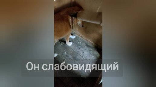 В приют попал слепой безнадёга, но помочь ему можно только после доверия