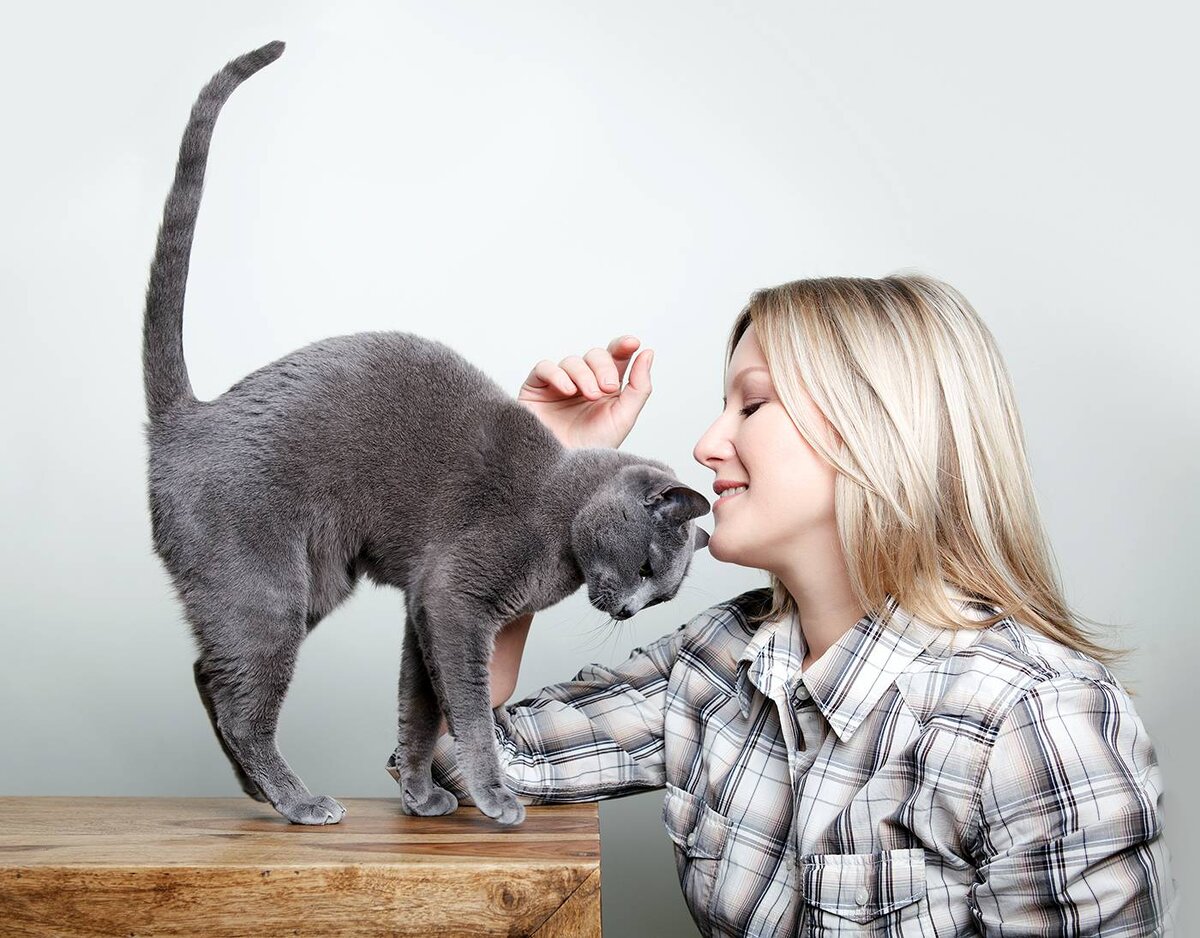 Как понять, что кот любит хозяина? | Pet Fabric | Дзен