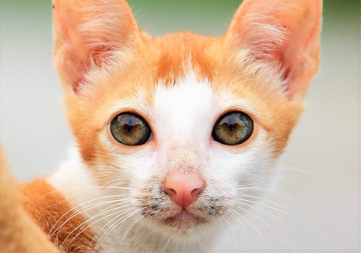 Вот котики и кошечки умеют жить просто. Чего и вам желают.